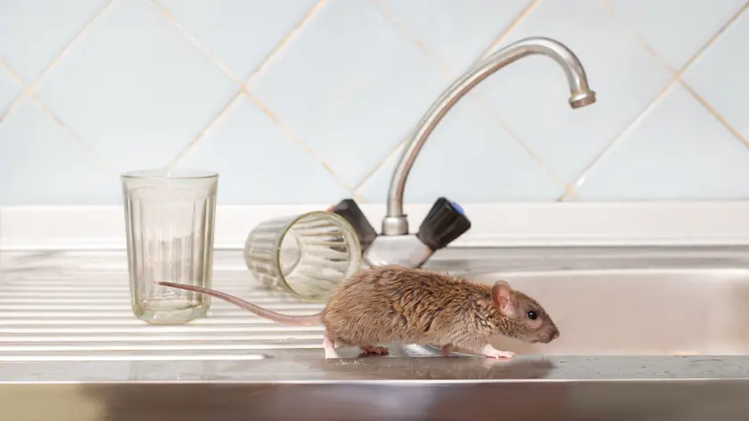 Souris