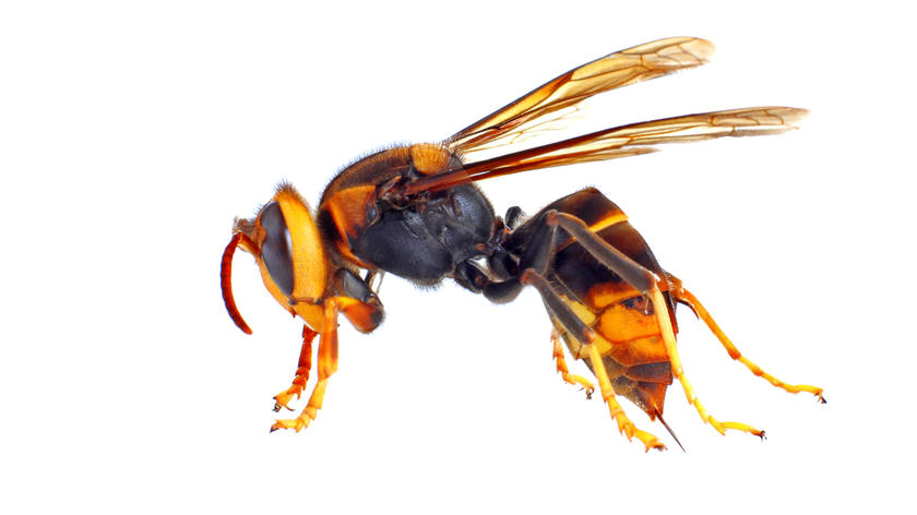 hornets
