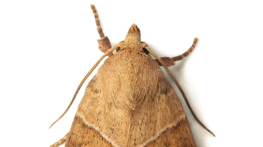 mites