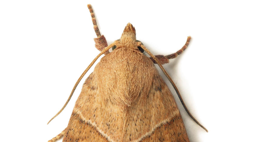 mites
