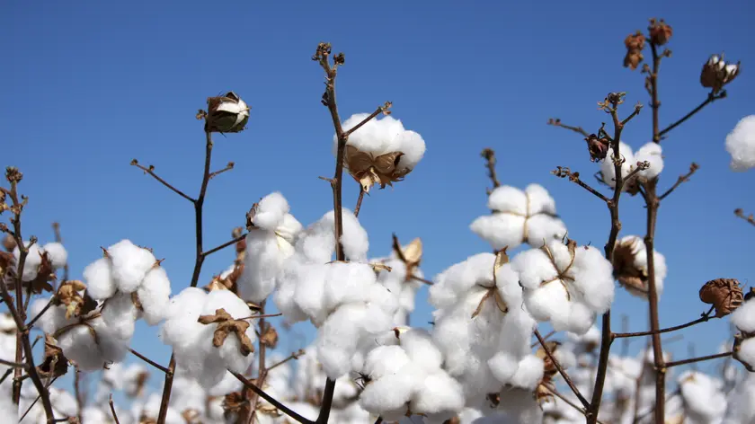 Cotton field Cotton