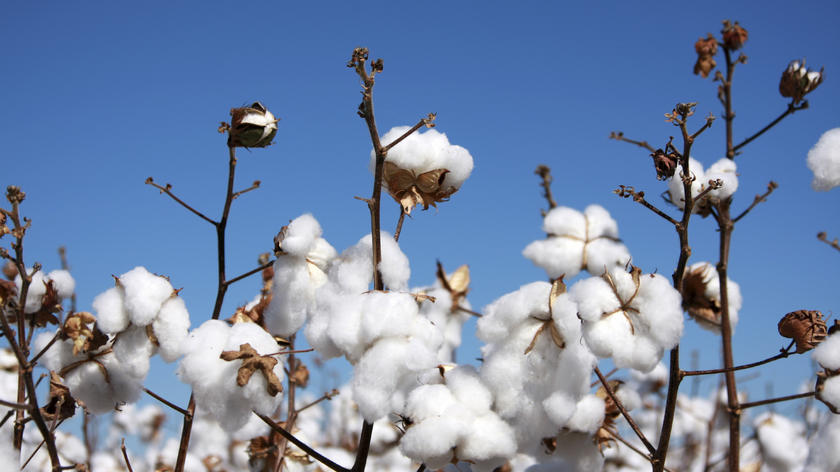 Cotton field Cotton