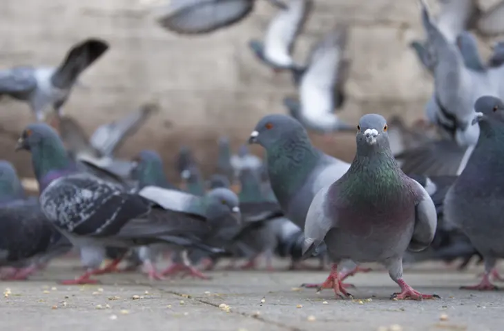 Bird and Wildlife Control